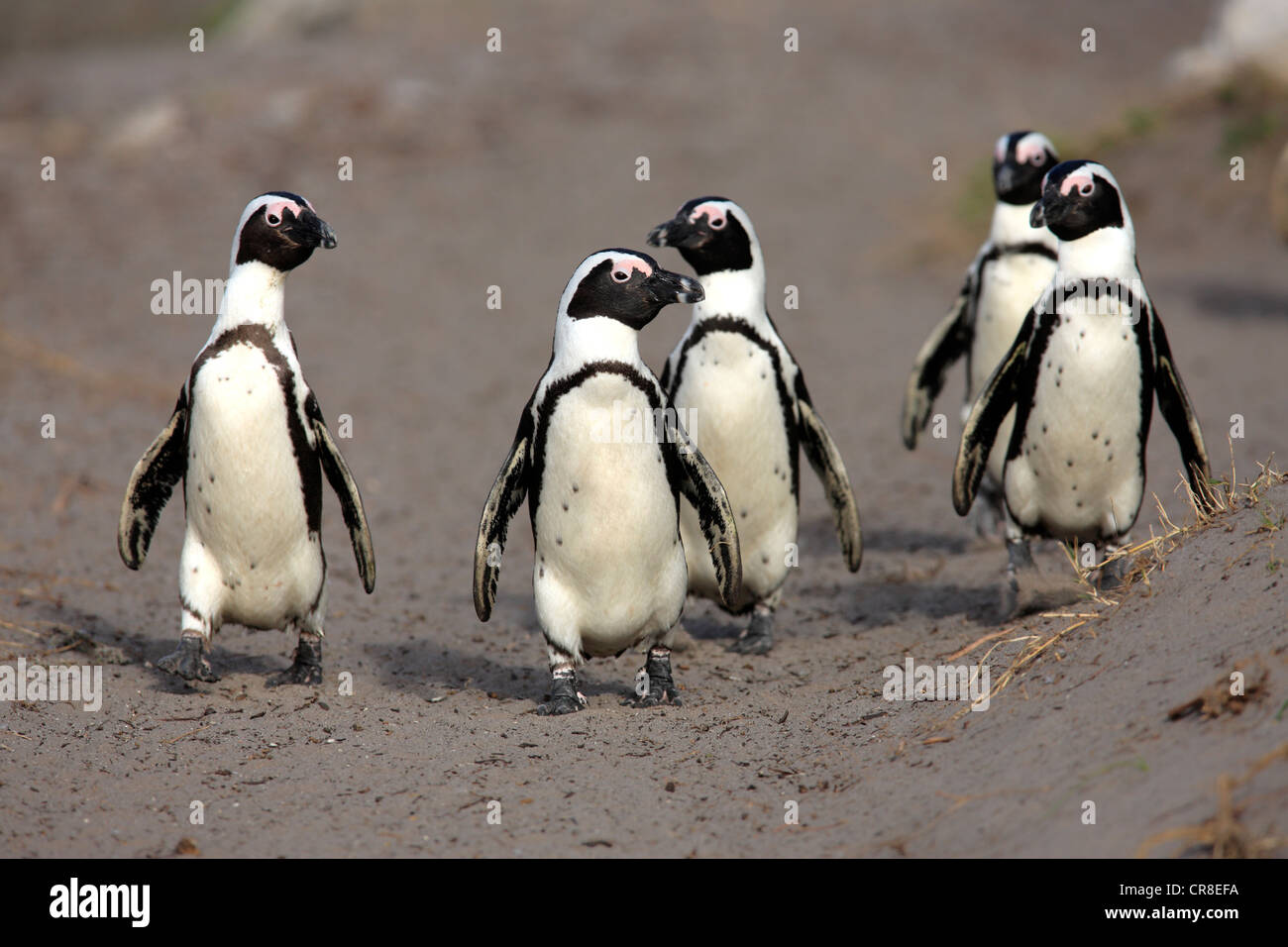 Pingouins africains, le putois ou pingouins Jackass (Spheniscus demersus), Groupe sur la plage, Betty's Bay, Afrique du Sud Banque D'Images