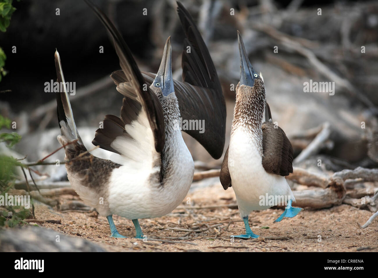Fou à pieds bleus (Sula nebouxii), paire pendant la pariade, îles Galapagos, Equateur, Amérique du Sud Banque D'Images