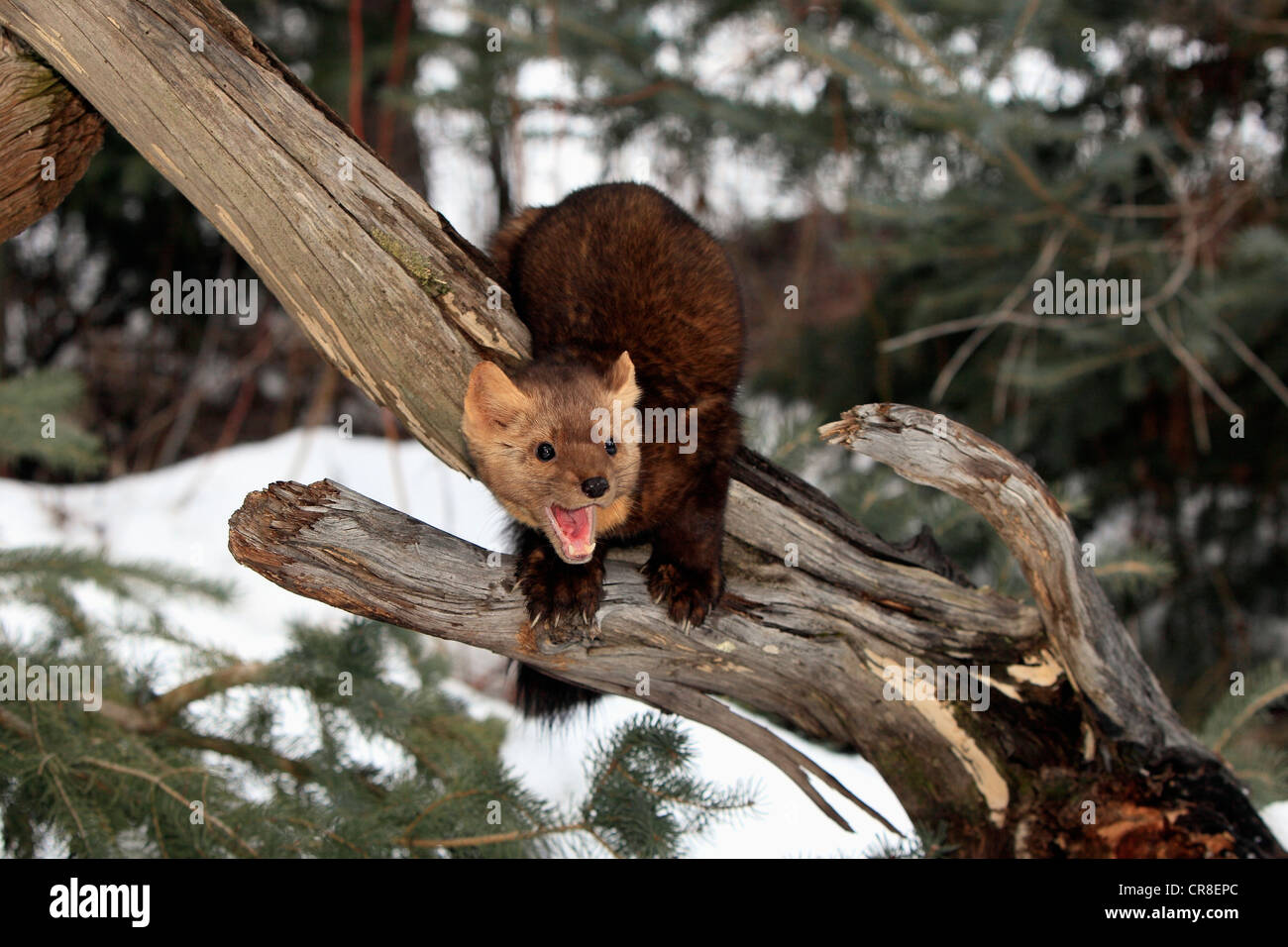 European Martre des pins (Martes martes), adulte, l'alimentation, l'hiver, la neige, Montana, USA, Amérique du Nord Banque D'Images