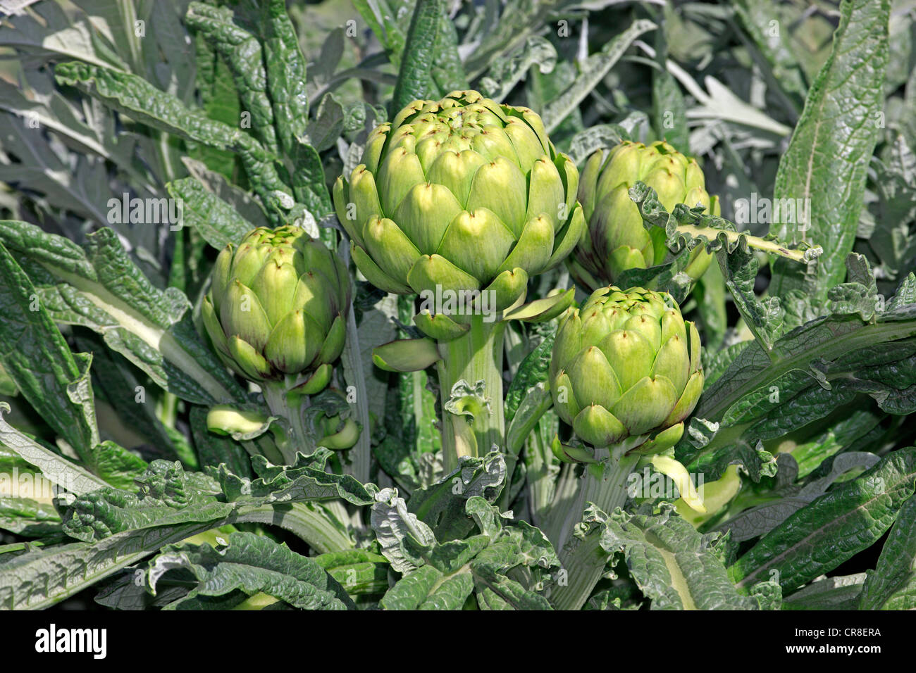 Artichaut (Cynara scolymus), plante, Castroville, California, USA Banque D'Images