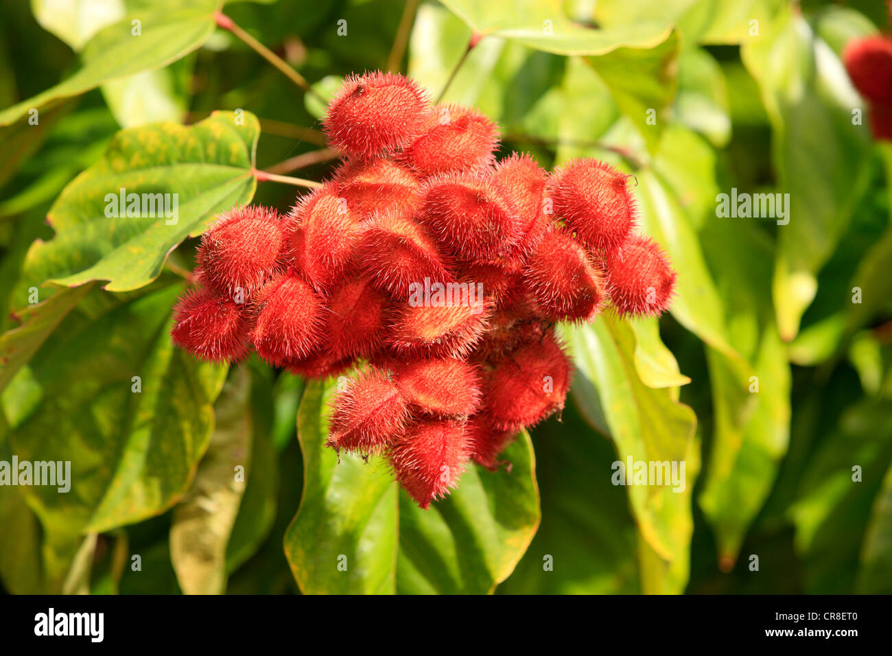 Arbuste Achiote, aploppas ou urucu (Bixa orellana), l'Amérique du Sud Banque D'Images