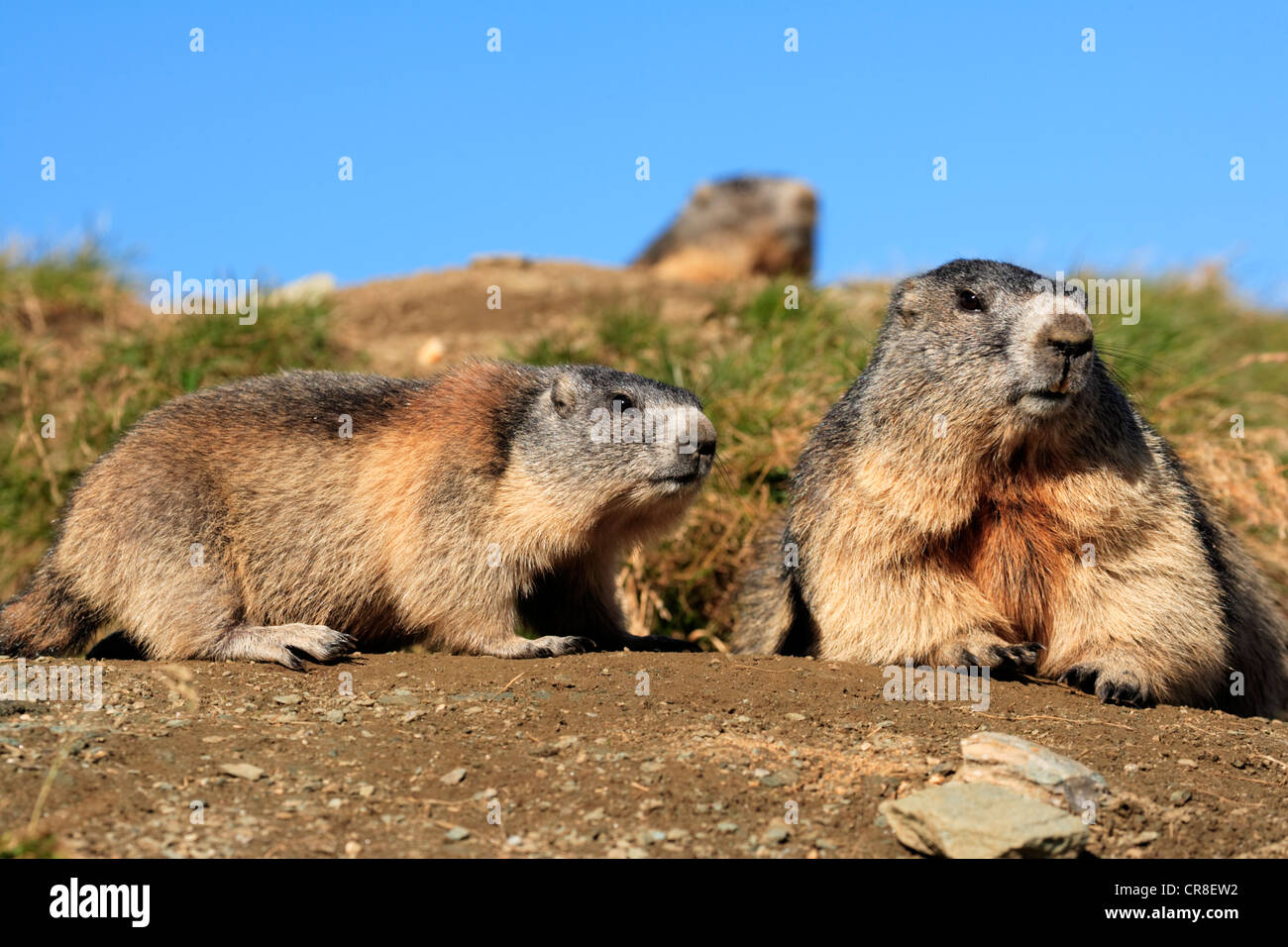 Marmotte des Alpes (Marmota marmota), adultes, groupe, massif du Grossglockner, le Parc National du Hohe Tauern, l'Autriche, Alpes, Europe Banque D'Images