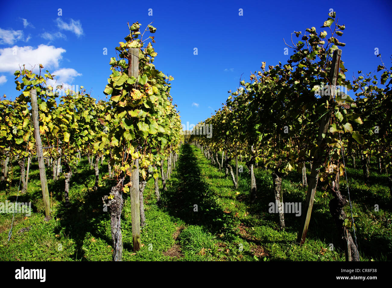 Rangée de vigne près de Boetzingen dans la gamme de Kaiserstuhl, Bade-Wurtemberg, Allemagne, Europe Banque D'Images