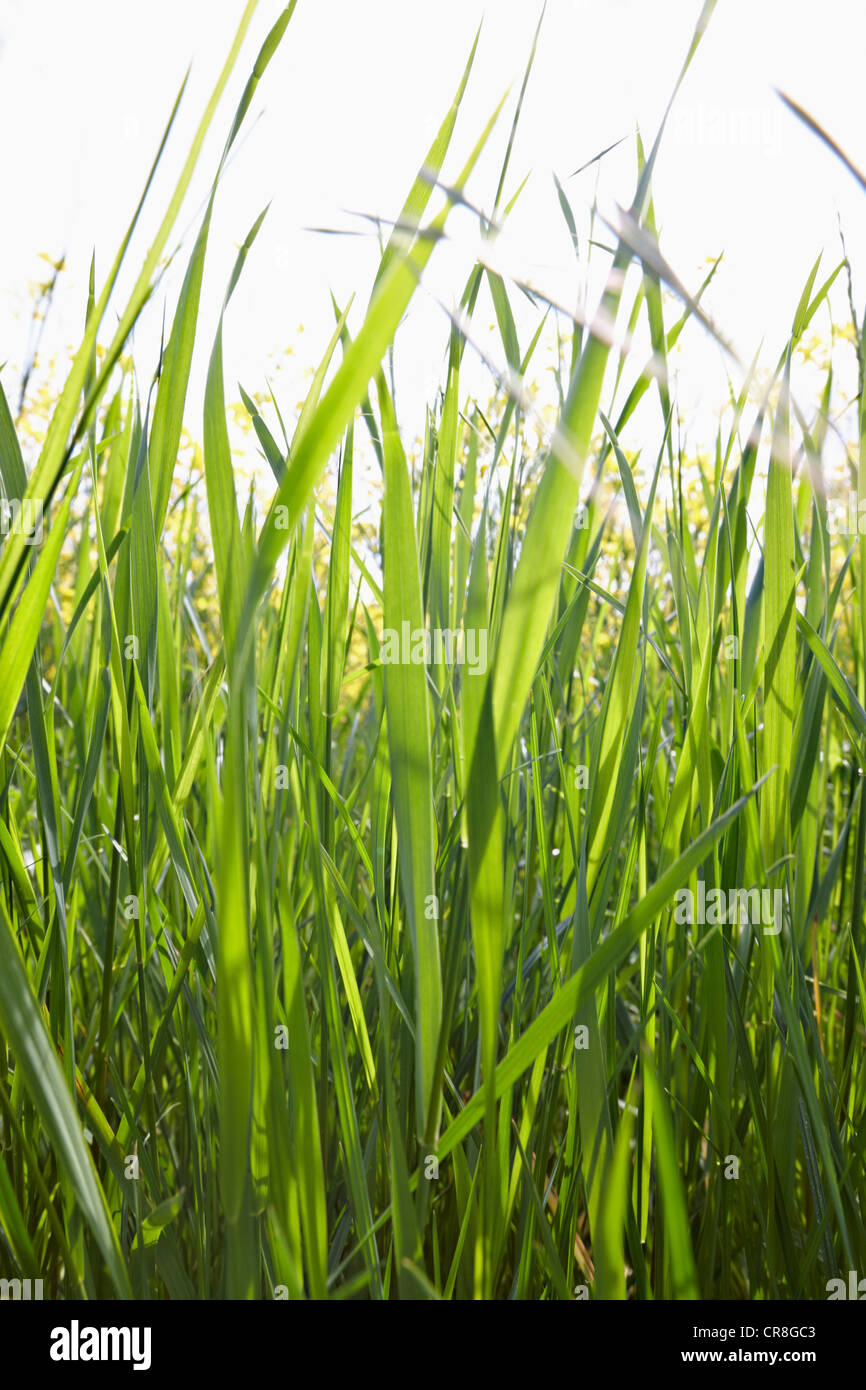 Brins d'herbe dans la lumière du soleil Banque D'Images