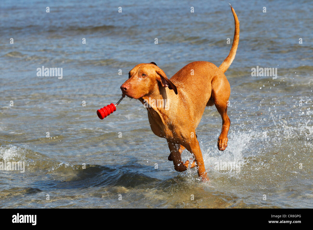 Hungarian Vizsla devint (Canis lupus familiaris), homme chien qui court dans l'eau avec un chien jouet dans sa bouche, la plage Banque D'Images