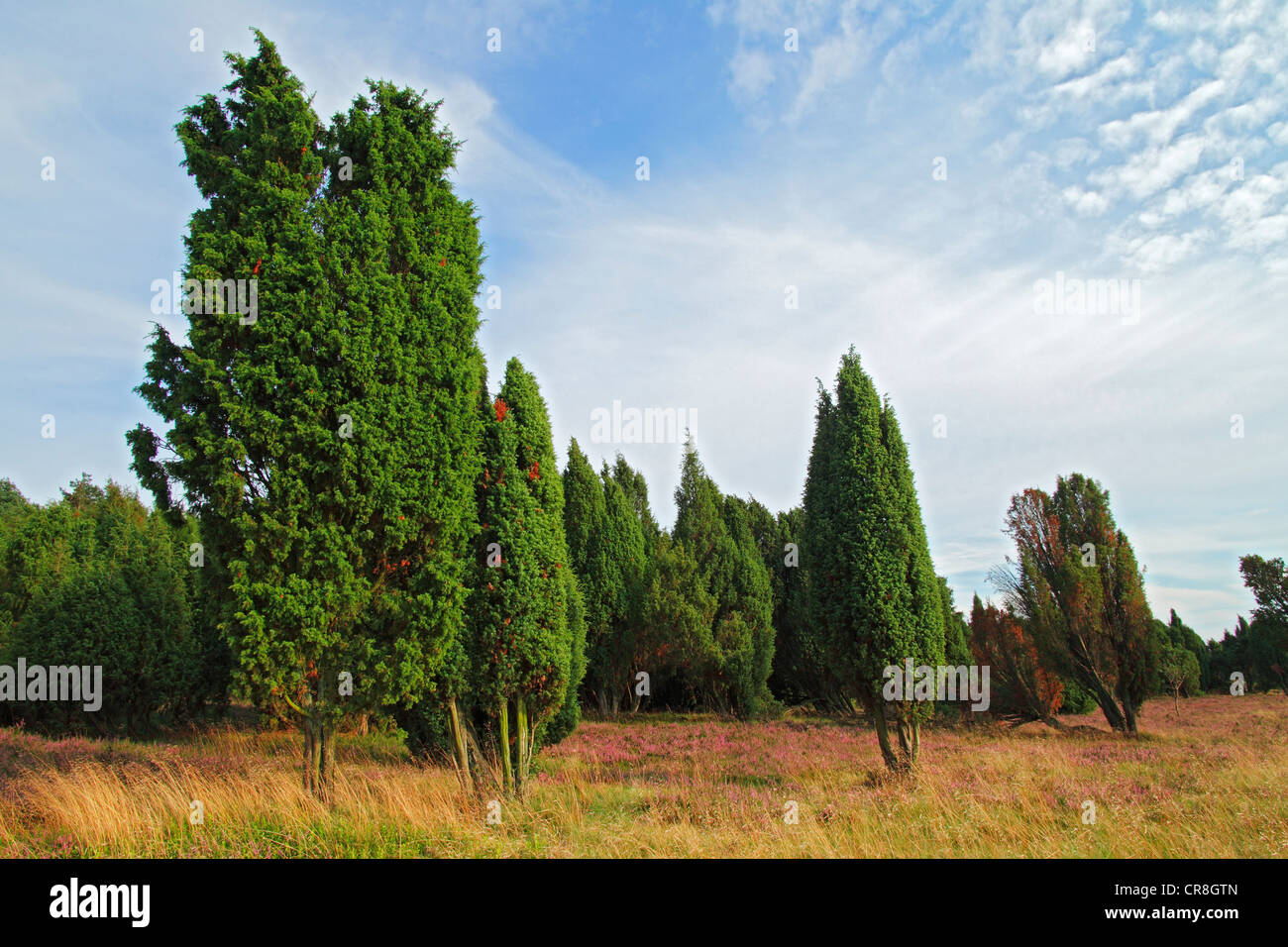 Paysage avec le genévrier commun (Juniperus communis) et la floraison bruyère commune (Calluna vulgaris) au crépuscule, Lueneburg Heath Banque D'Images