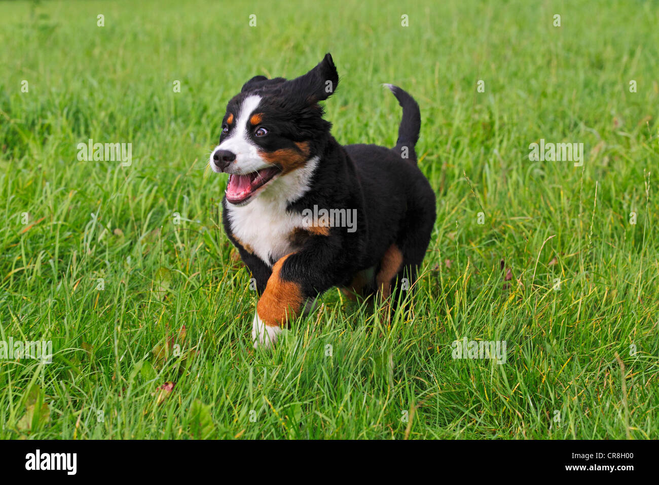 Bernois (Canis lupus familiaris), chiot Banque D'Images