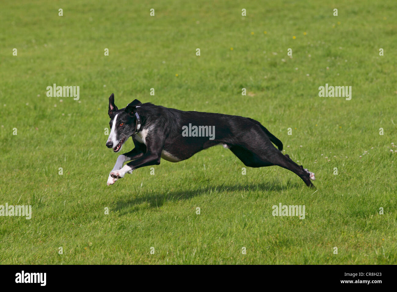 Galgo Espanol, Galgo espagnol, Greyhound espagnol (Canis lupus familiaris), exécuté sur une course poursuite Banque D'Images