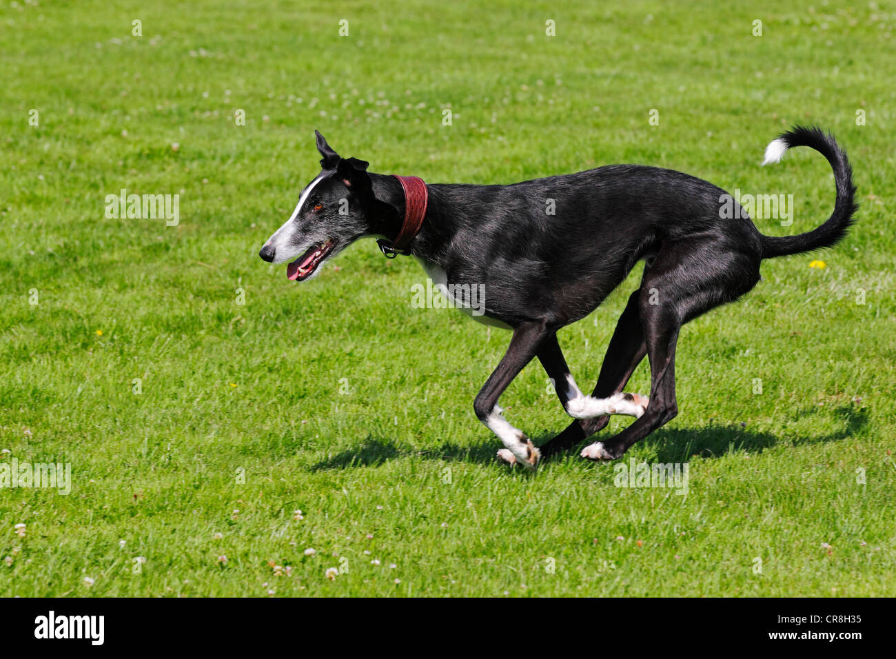 Galgo Espanol, Galgo espagnol, Greyhound espagnol (Canis lupus familiaris) s'exécutant sur une course poursuite Banque D'Images