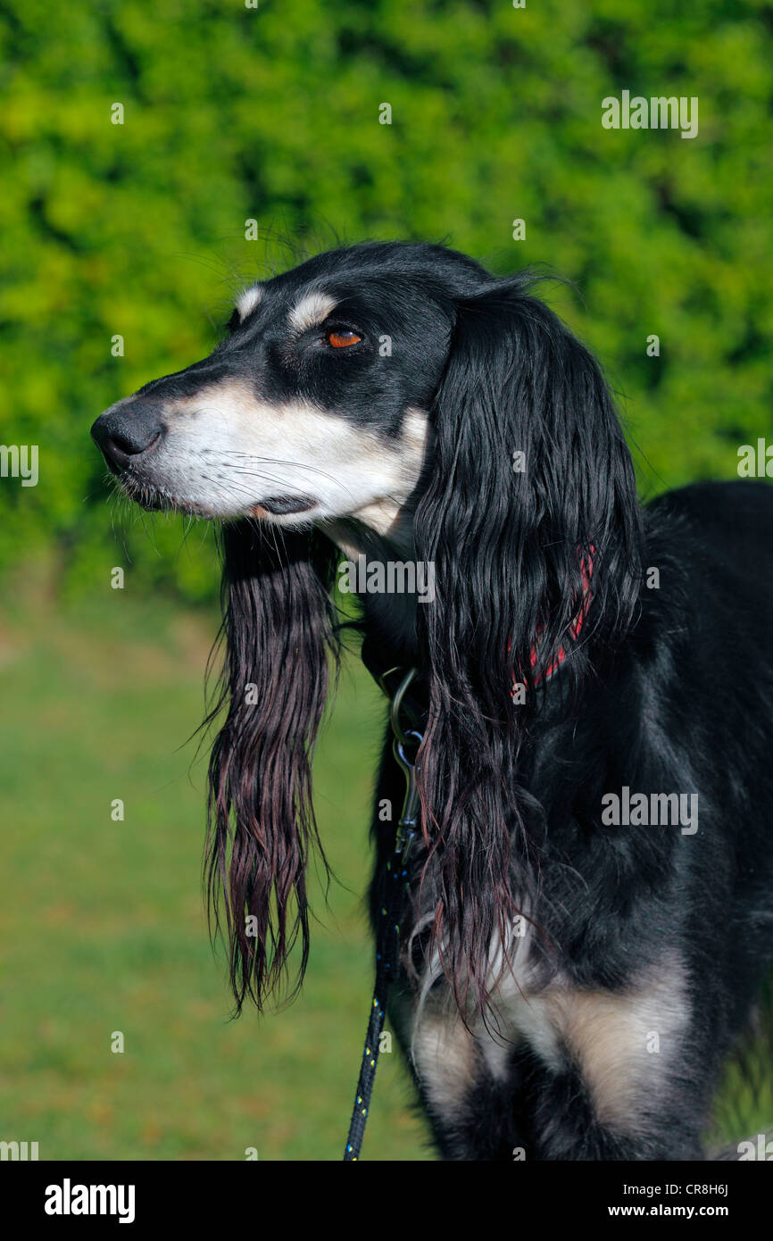Chien Du Pharaon Caractère Prix Alimentation Santé