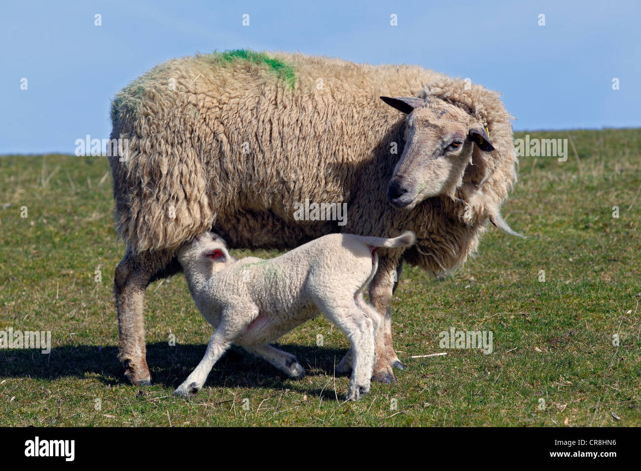 Les moutons domestiques avec de l'agneau (Ovis ammon. f ) bélier debout sur une digue, brebis avec agneau de lait, Schleswig-Holstein, Allemagne, Europe Banque D'Images