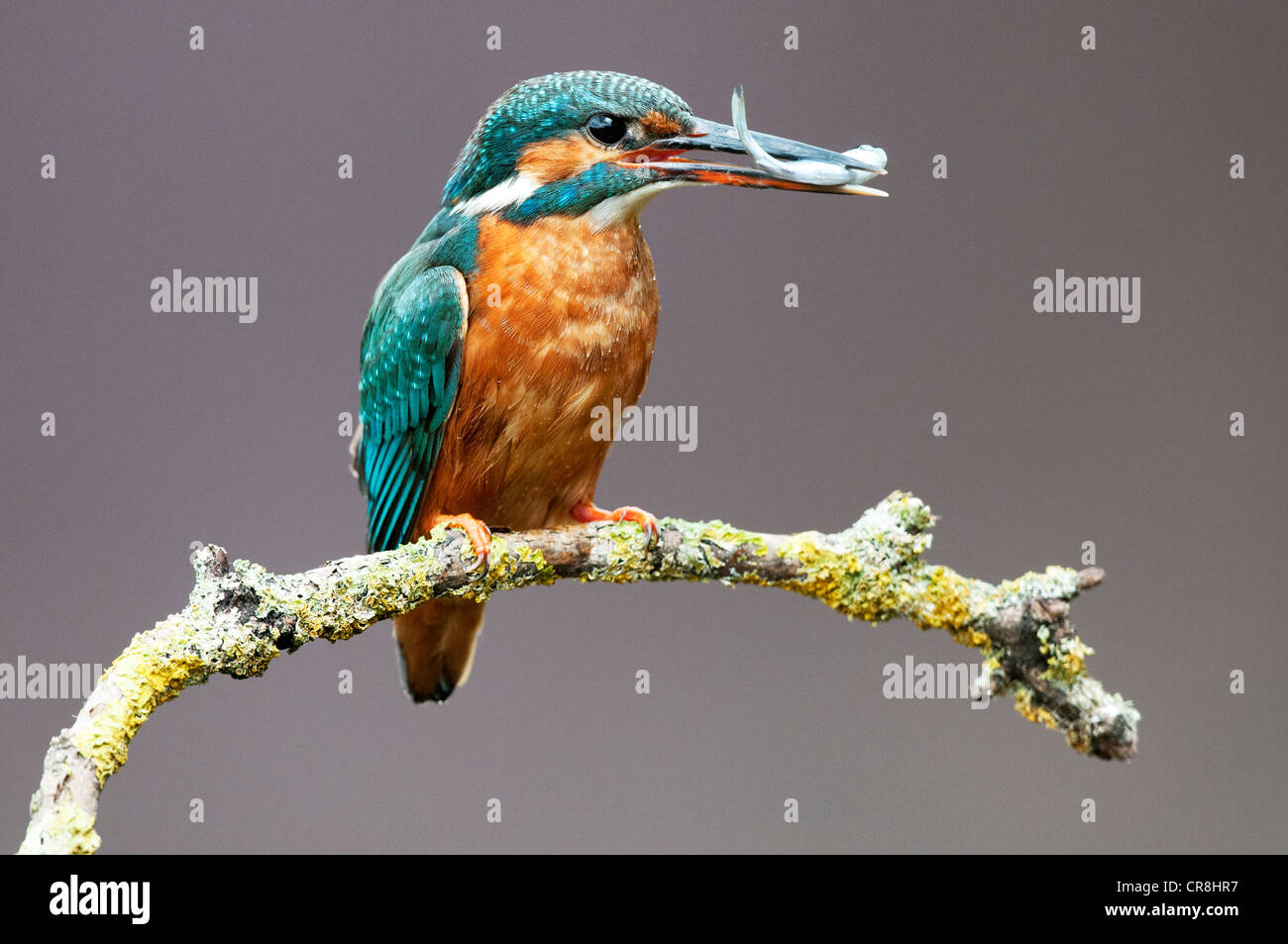 Kingfisher féminin assis sur un bâton avec un poisson à la droite Banque D'Images