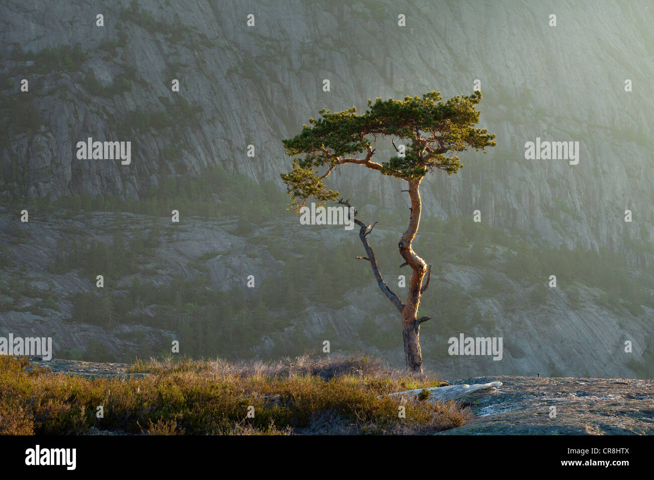 Pine Tree à l'aube à Måfjell in Nissedal, Telemark fylke, la Norvège. Banque D'Images