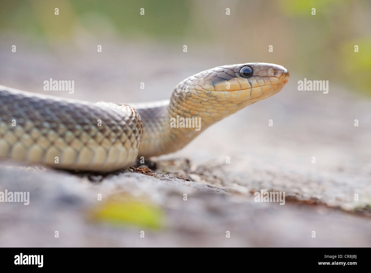 Zamenis longissimus Aesculapian Snake (), Burgenland, Autriche, Europe Banque D'Images