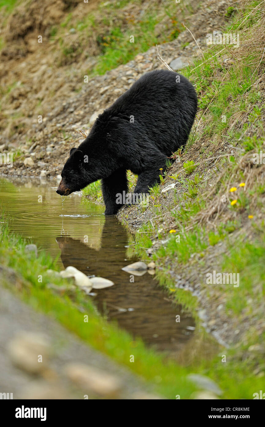 Ours noir (Ursus americanus de bord de la flaque d'eau potable, l'E.C. Le parc provincial Manning, BC, Canada Banque D'Images