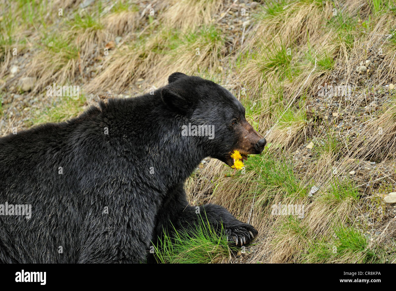 Ours noir (Ursus americanus) en quête de l'herbe et les pissenlits au printemps, l'E.C. Le parc provincial Manning, BC, Canada Banque D'Images