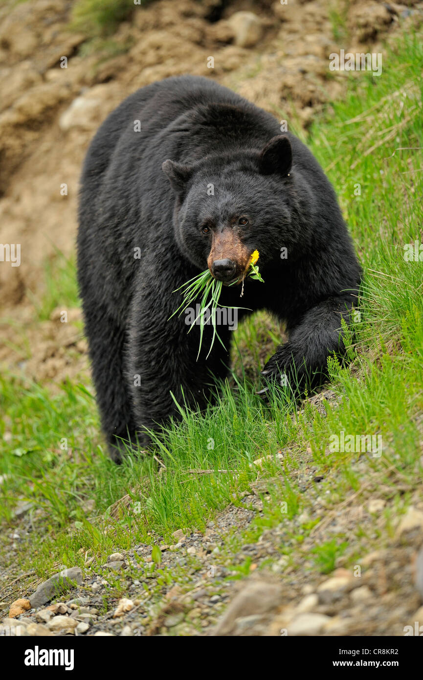 Ours noir (Ursus americanus) en quête de l'herbe et les pissenlits au printemps, l'E.C. Le parc provincial Manning, BC, Canada Banque D'Images
