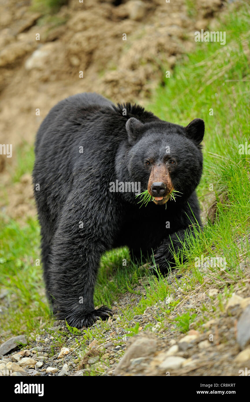 Ours noir (Ursus americanus) en quête de l'herbe et les pissenlits au printemps, l'E.C. Le parc provincial Manning, BC, Canada Banque D'Images