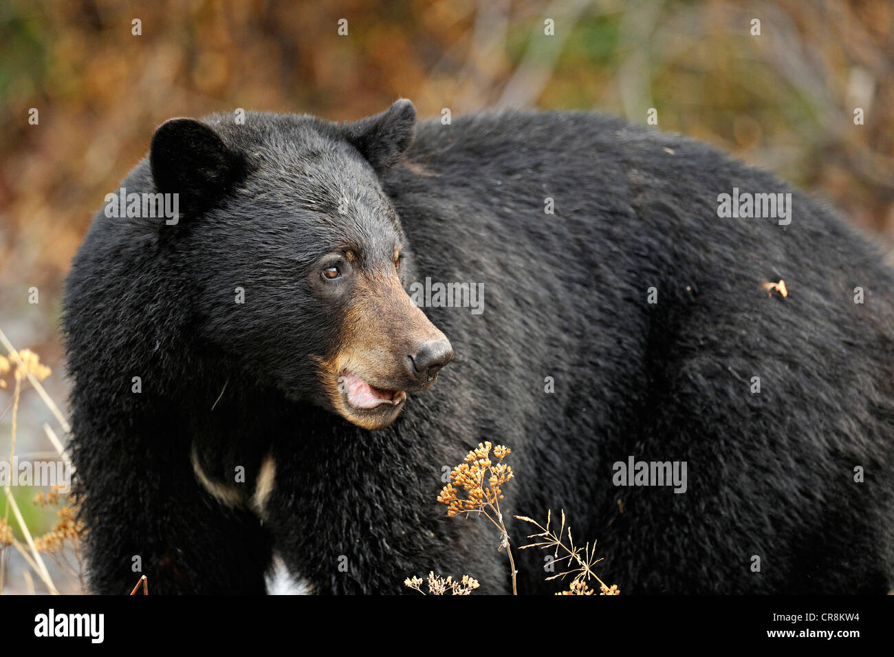 Ours noir (Ursus americanus) se nourrissent d'herbes et les pissenlits au printemps, Banff National Park, Alberta, Canada Banque D'Images