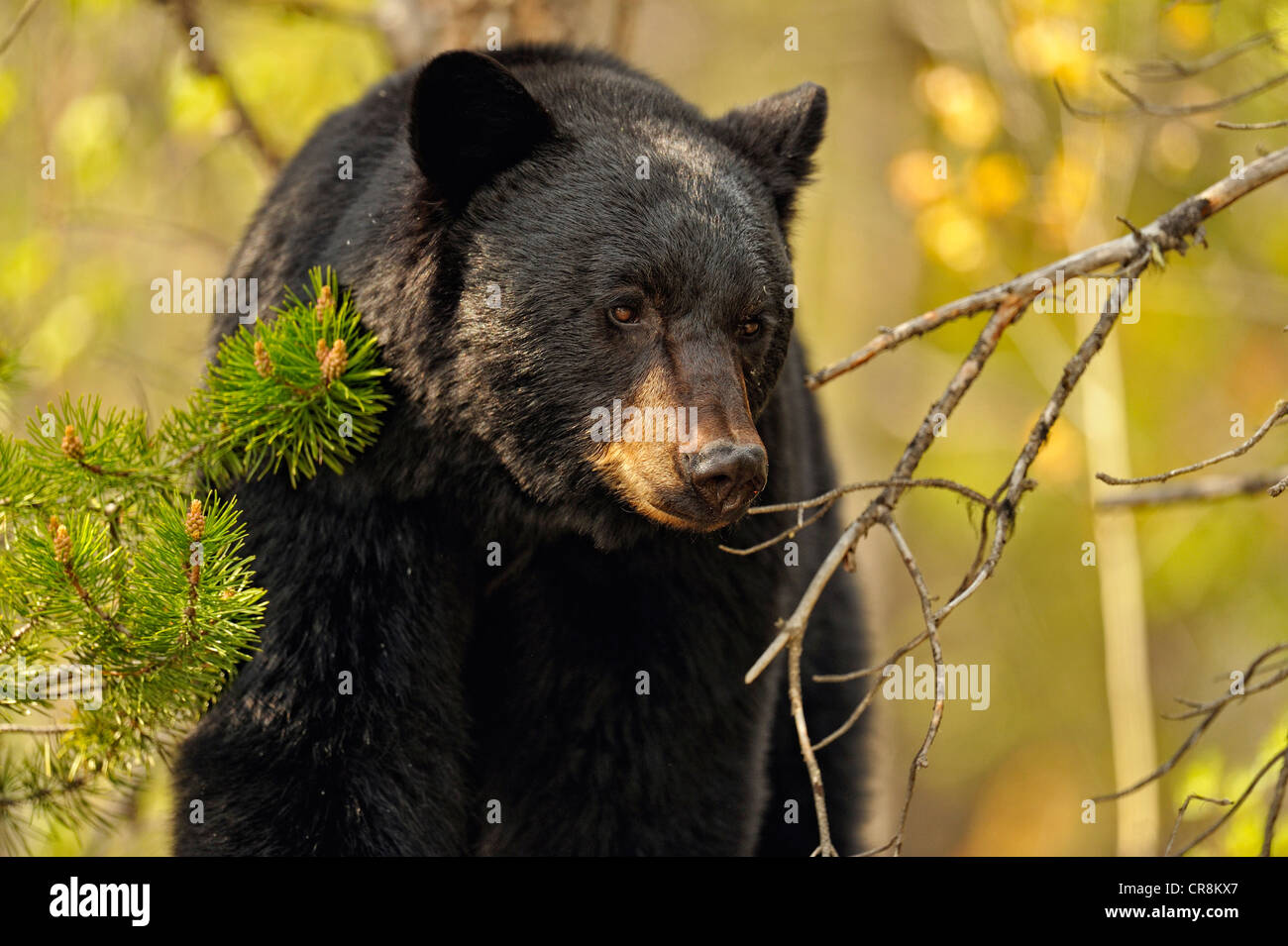 Ours noir (Ursus americanus) se nourrissent d'herbes et les pissenlits au printemps, Banff National Park, Alberta, Canada Banque D'Images