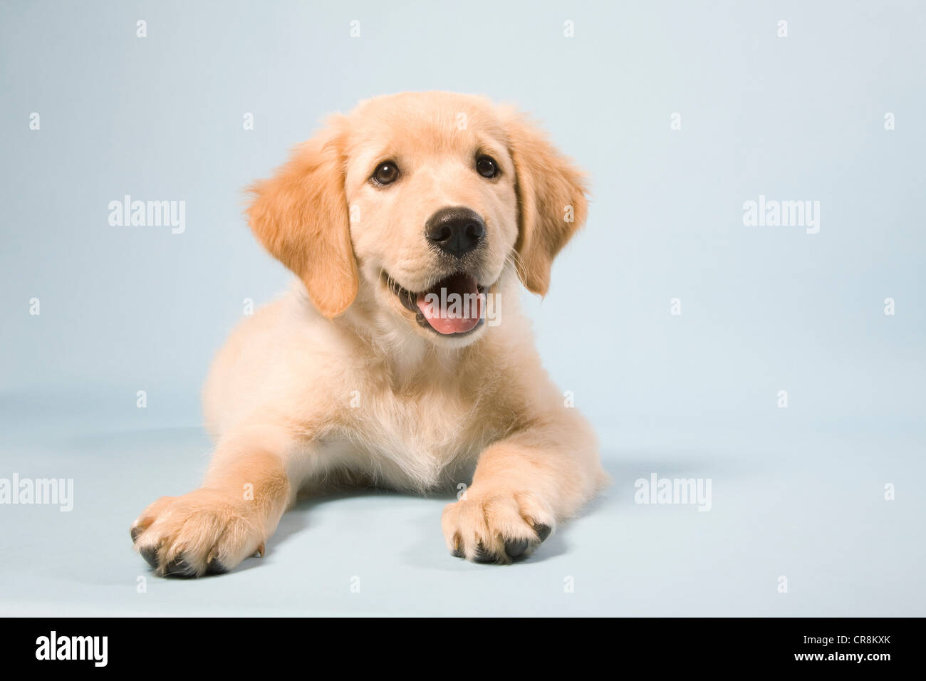 Chiot mignon couché, portrait Banque D'Images