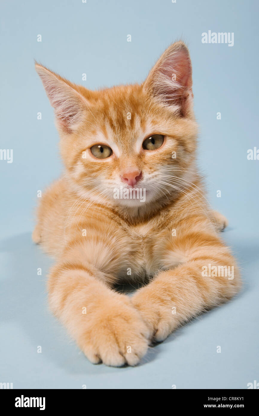 Le gingembre cat looking at camera Banque D'Images