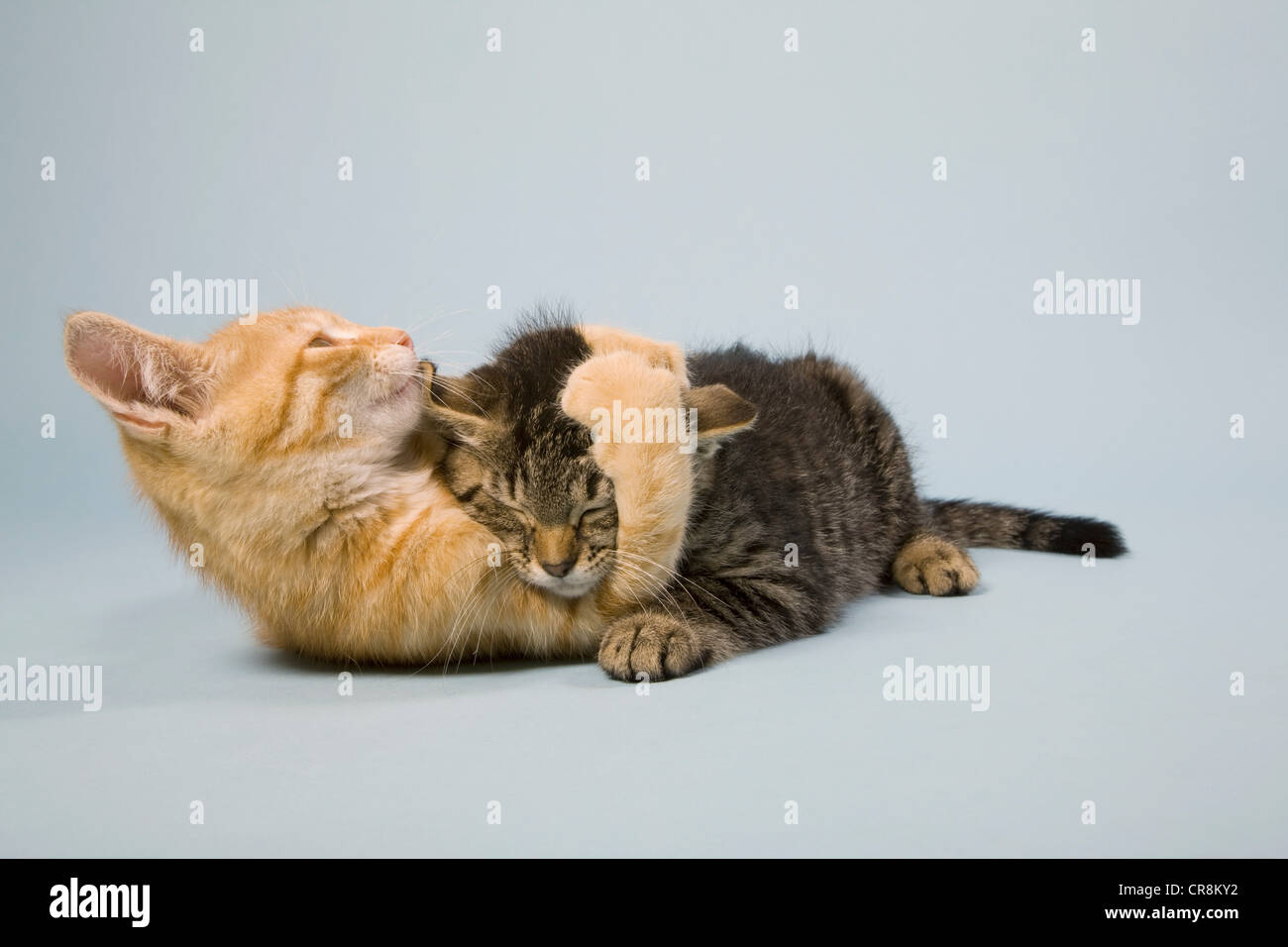 Deux chats jouer combats Banque D'Images