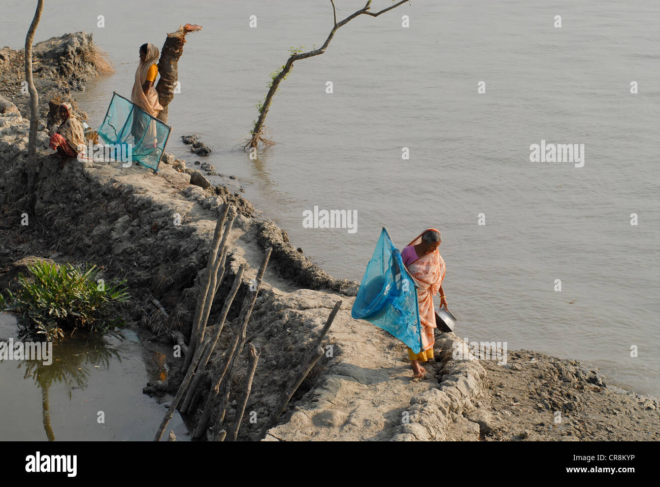 BANGLADESH , village de Kalabogi au bord de la rivière Shibsha près du golfe du Bengale, les peuples sont les plus touchés par le changement climatique, la femme recueille les larves de crevettes avec le filet de pêche, les larves de crevettes sont utilisées pour la reproduction de crevettes en aquaculture Banque D'Images