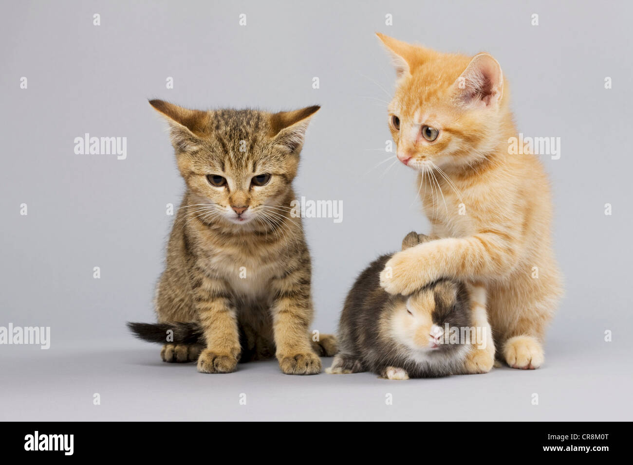 Chatons et lapin Banque D'Images