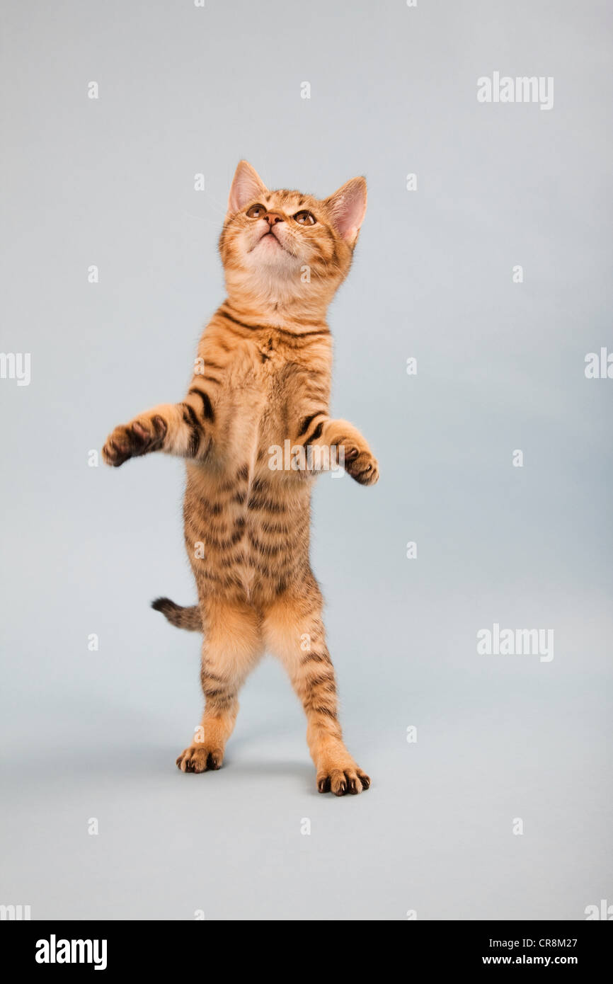 Chat debout sur les pattes de derrière Banque D'Images