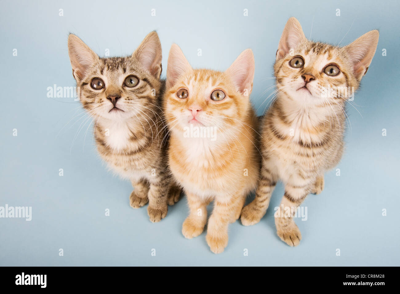 Trois Chats Banque De Photographies Et D images Haute R solution Alamy trois-chats-banque-de-photographies-et-d-images-haute-r-solution-alamy