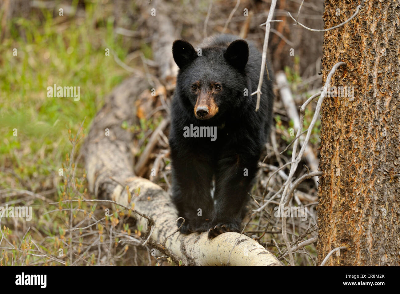 Ours noir (Ursus americanus) se nourrissent d'herbes et les pissenlits au printemps, Jasper National Park, Alberta, Canada Banque D'Images