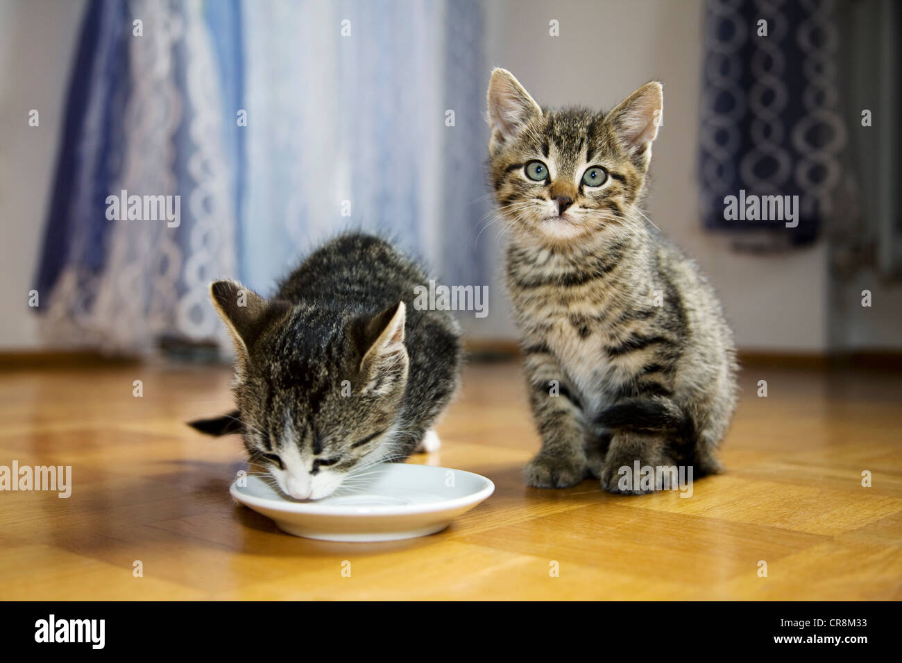 Deux chatons, une soucoupe de lait de consommation Banque D'Images