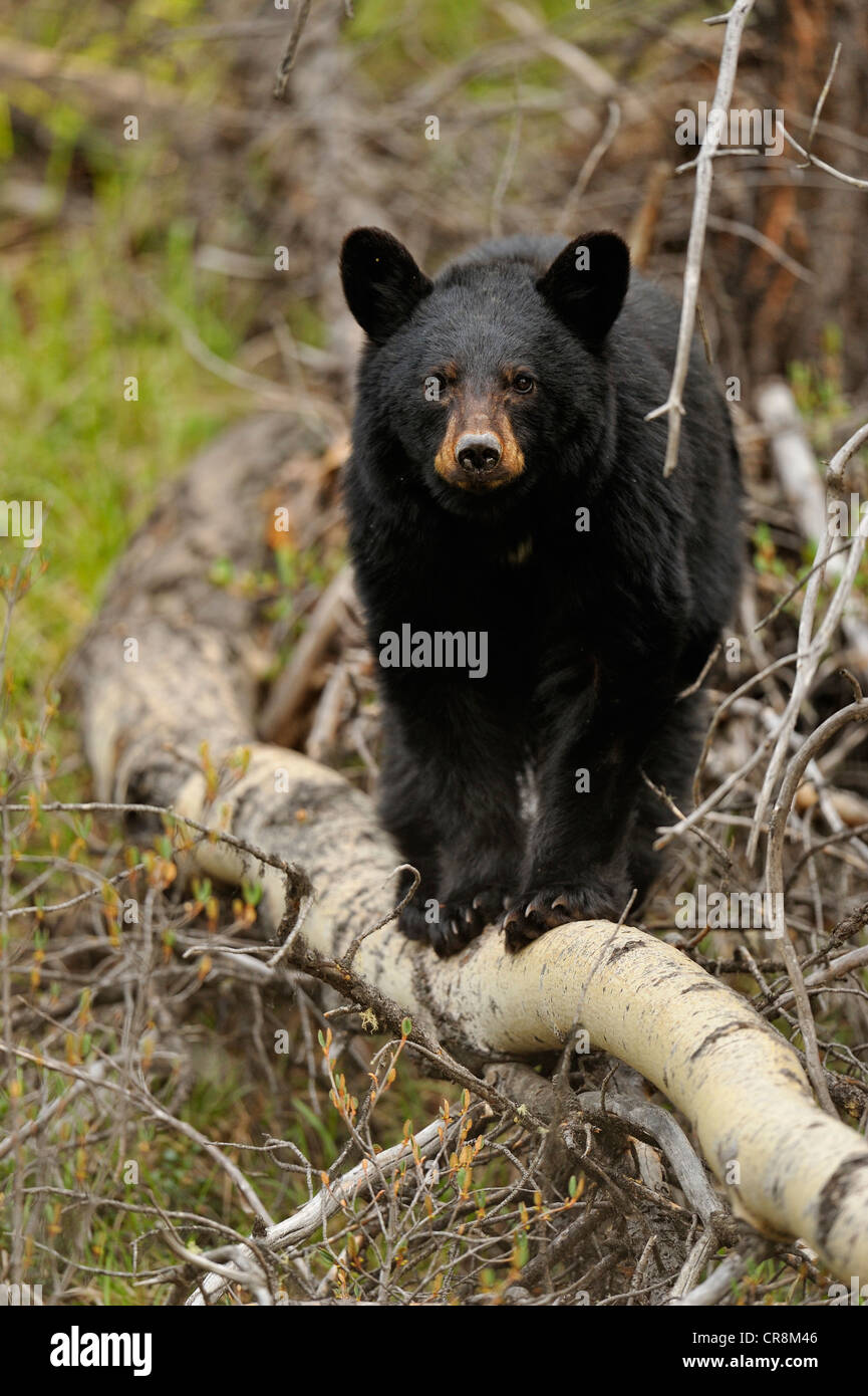 Ours noir (Ursus americanus) se nourrissent d'herbes et les pissenlits au printemps, Jasper National Park, Alberta, Canada Banque D'Images