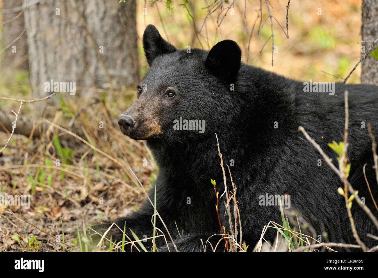 Ours noir (Ursus americanus) se nourrissent d'herbes et les pissenlits au printemps, Jasper National Park, Alberta, Canada Banque D'Images