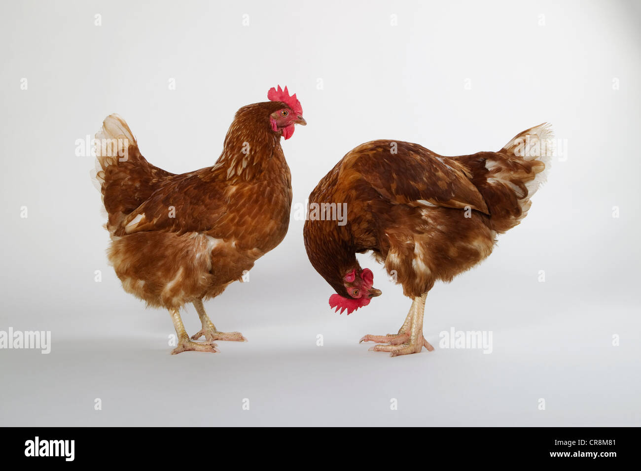 Deux poules, studio shot Banque D'Images