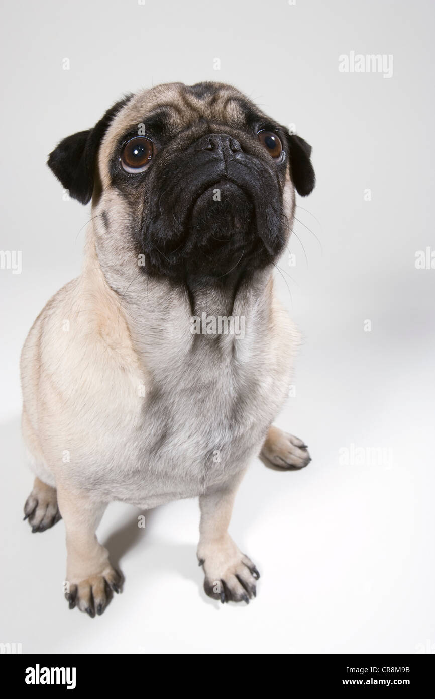 Le PUG dog, portrait Banque D'Images