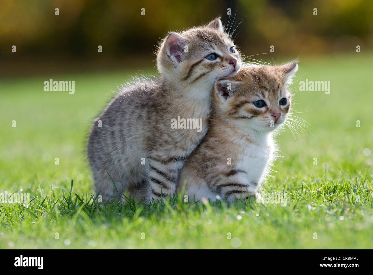 Deux chatons sur l'herbe Banque D'Images