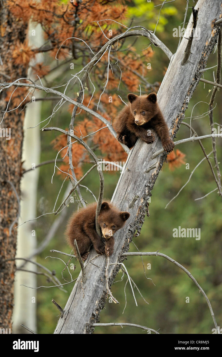 Ours noir (Ursus americanus) deux oursons jouant dans le coffre d'un dead snag, Jasper National Park, Alberta, Canada Banque D'Images