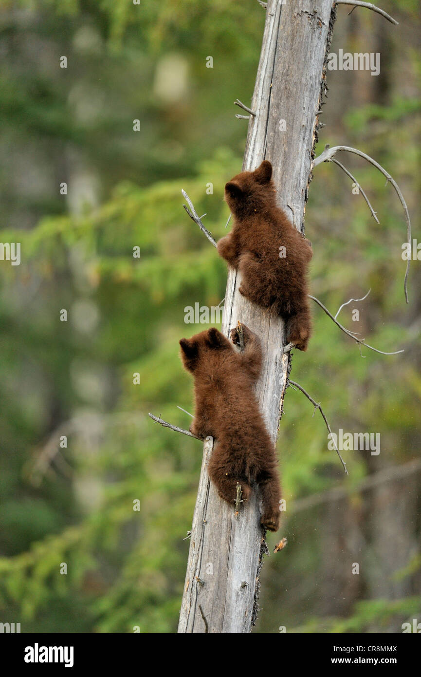 Ours noir (Ursus americanus) deux oursons jouant dans le coffre d'un dead snag, Jasper National Park, Alberta, Canada Banque D'Images