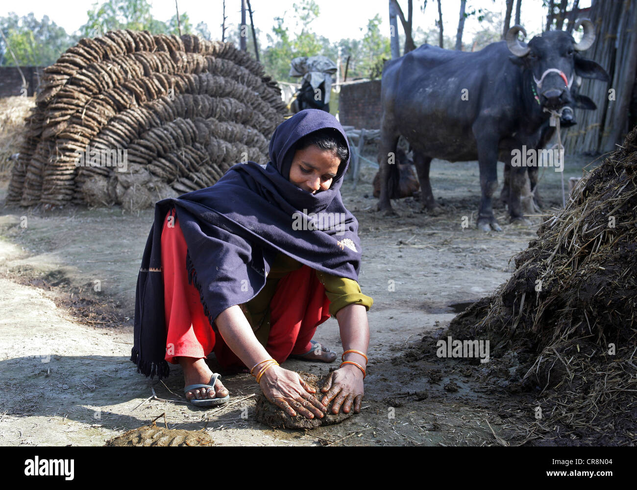 La bouse de vache est aplatie aux crêpes et séché pour être utilise comme combustible du feu. Chunnawala Village, Rampur, Région de l'Uttar Pradesh, Inde Banque D'Images