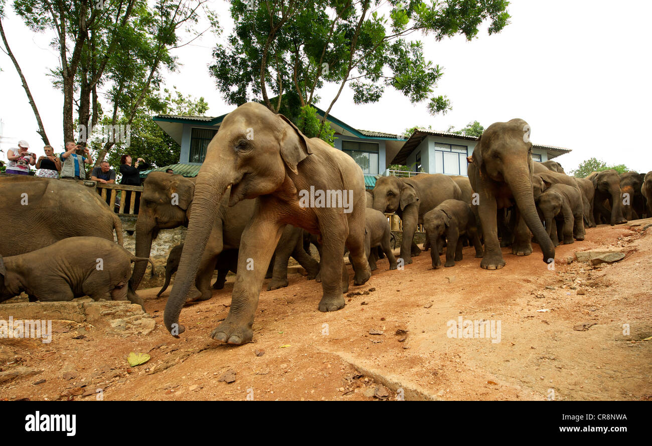 La marche des éléphants , Ophanage Pinnawala Elephant,, Sri Lanka Banque D'Images