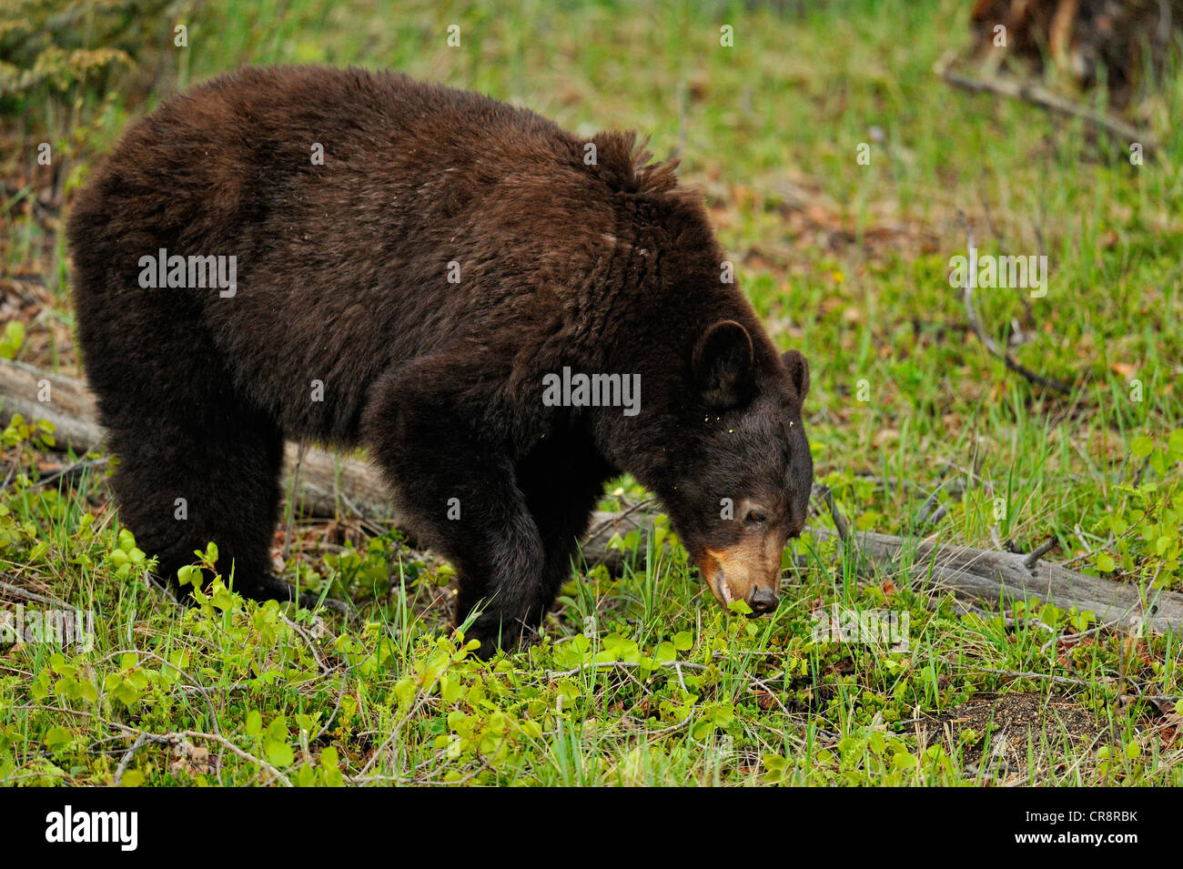 Ours noir (Ursus americanus) de cannelle sow se nourrissant d'herbes et de fleurs, Jasper National Park, Alberta, Canada Banque D'Images