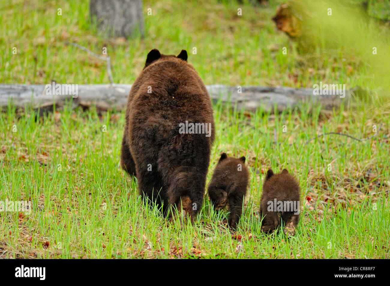 Ours noir (Ursus americanus) de cannelle sow se nourrissant d'herbes et de fleurs, Jasper National Park, Alberta, Canada Banque D'Images