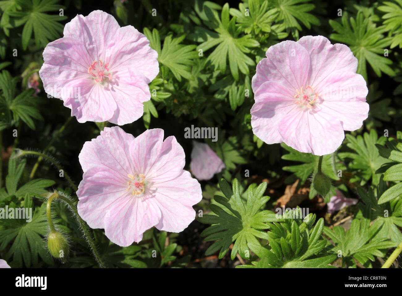 Géranium rose Banque D'Images