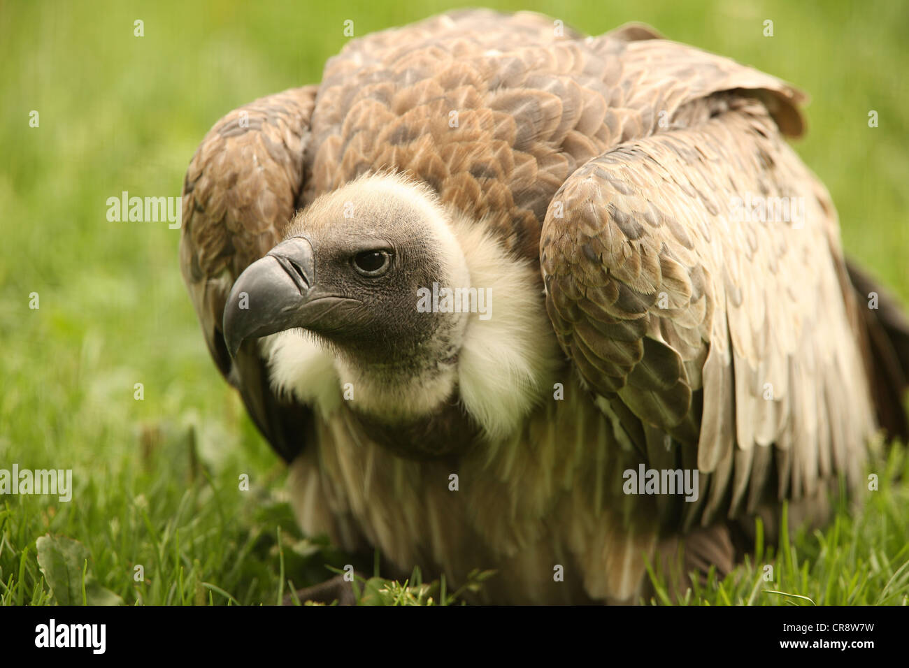 Close up d'un vautour fauve Banque D'Images