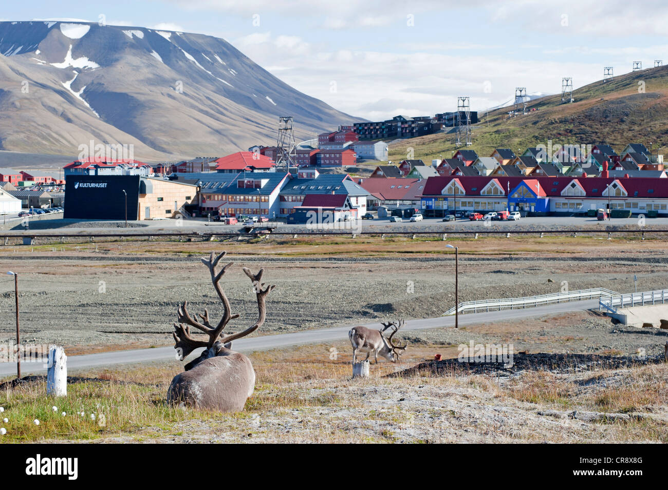 Renne du Svalbard (Rangifer tarandus platyrhynchus) avec la ville de Longyearbyen au dos, Spitsbergen, Svalbard, Norvège Banque D'Images