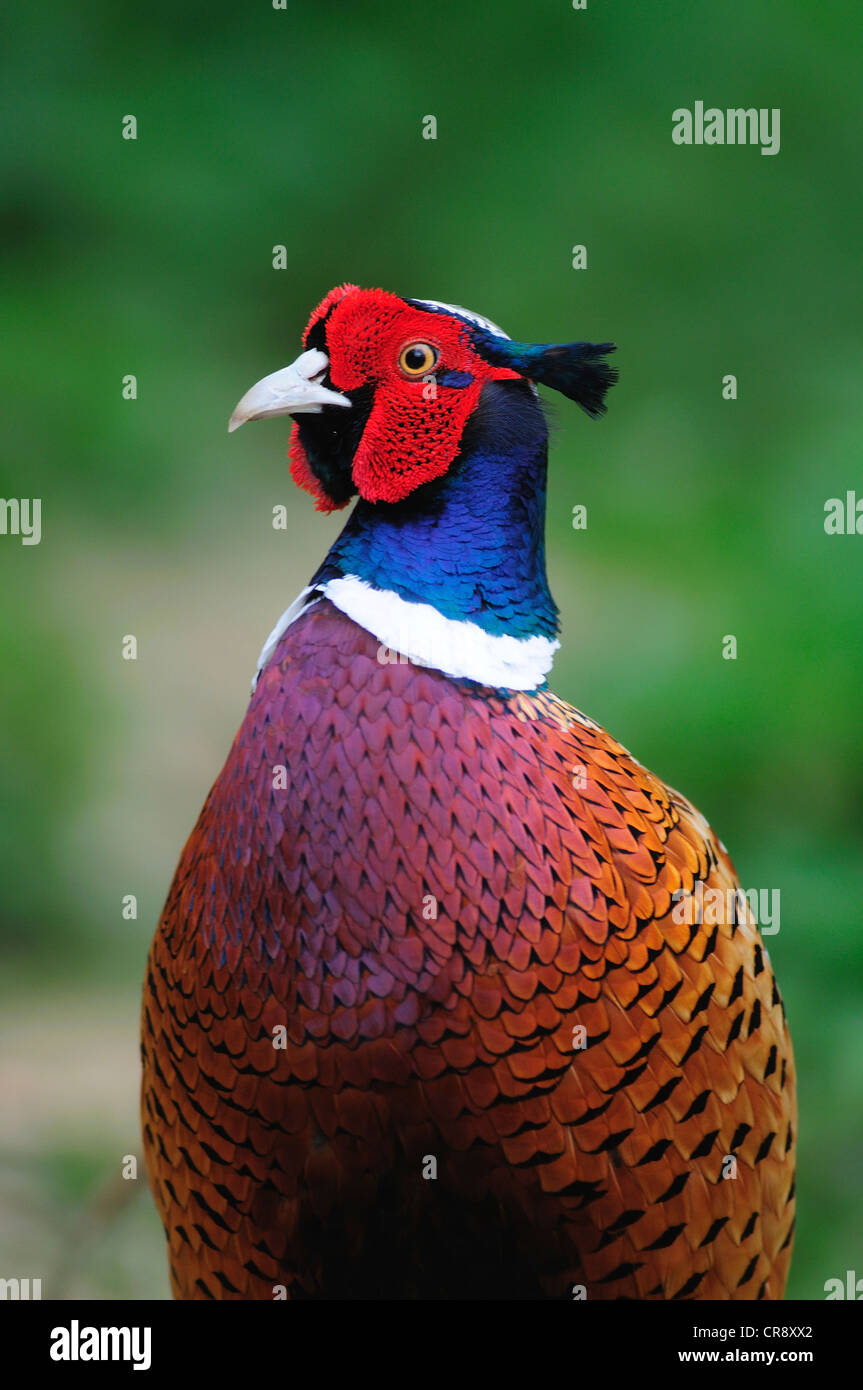 Faisan de Colchide Banque D'Images