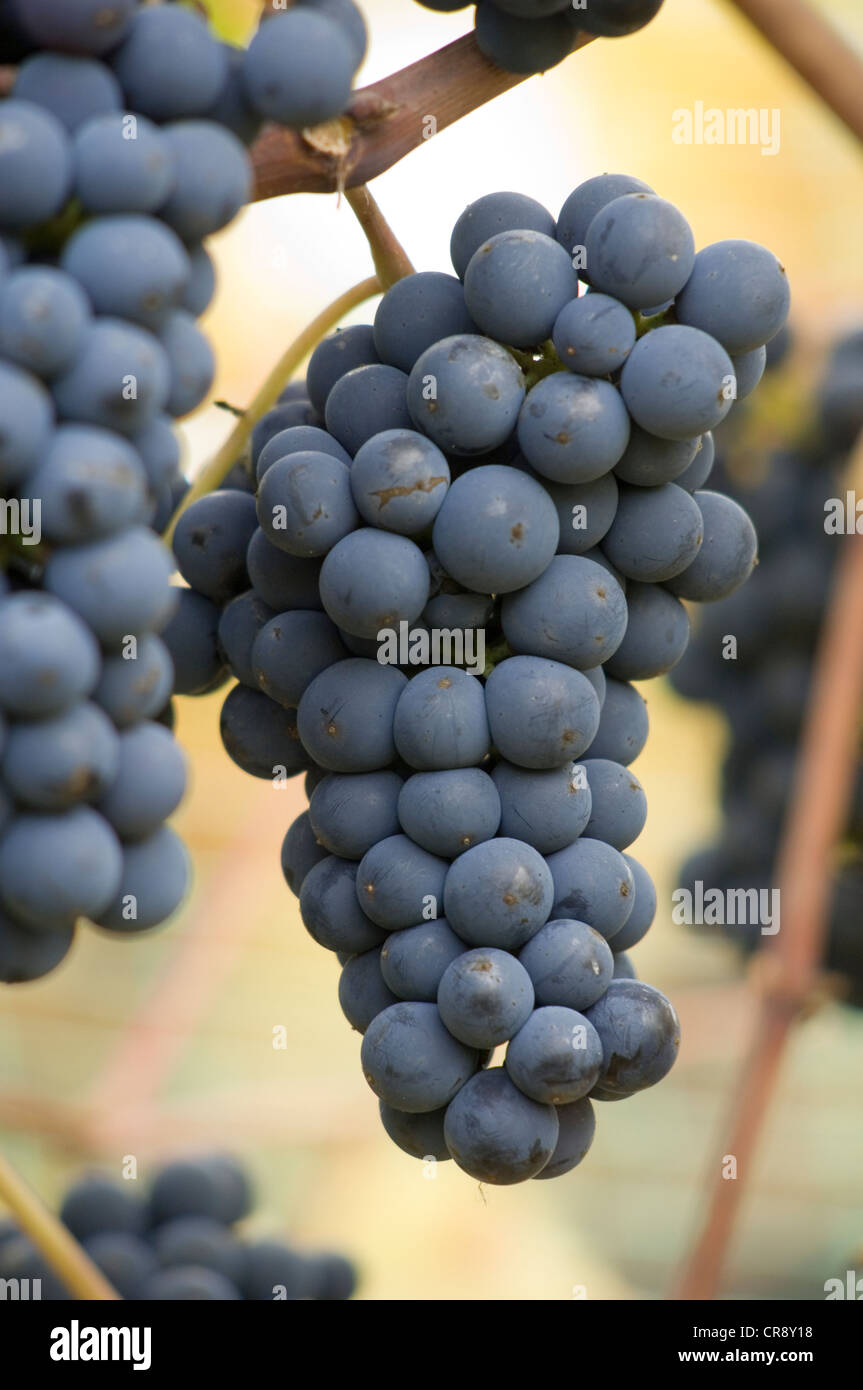 Les raisins, Cowichan Valley, l'île de Vancouver, Colombie-Britannique, Canada Banque D'Images