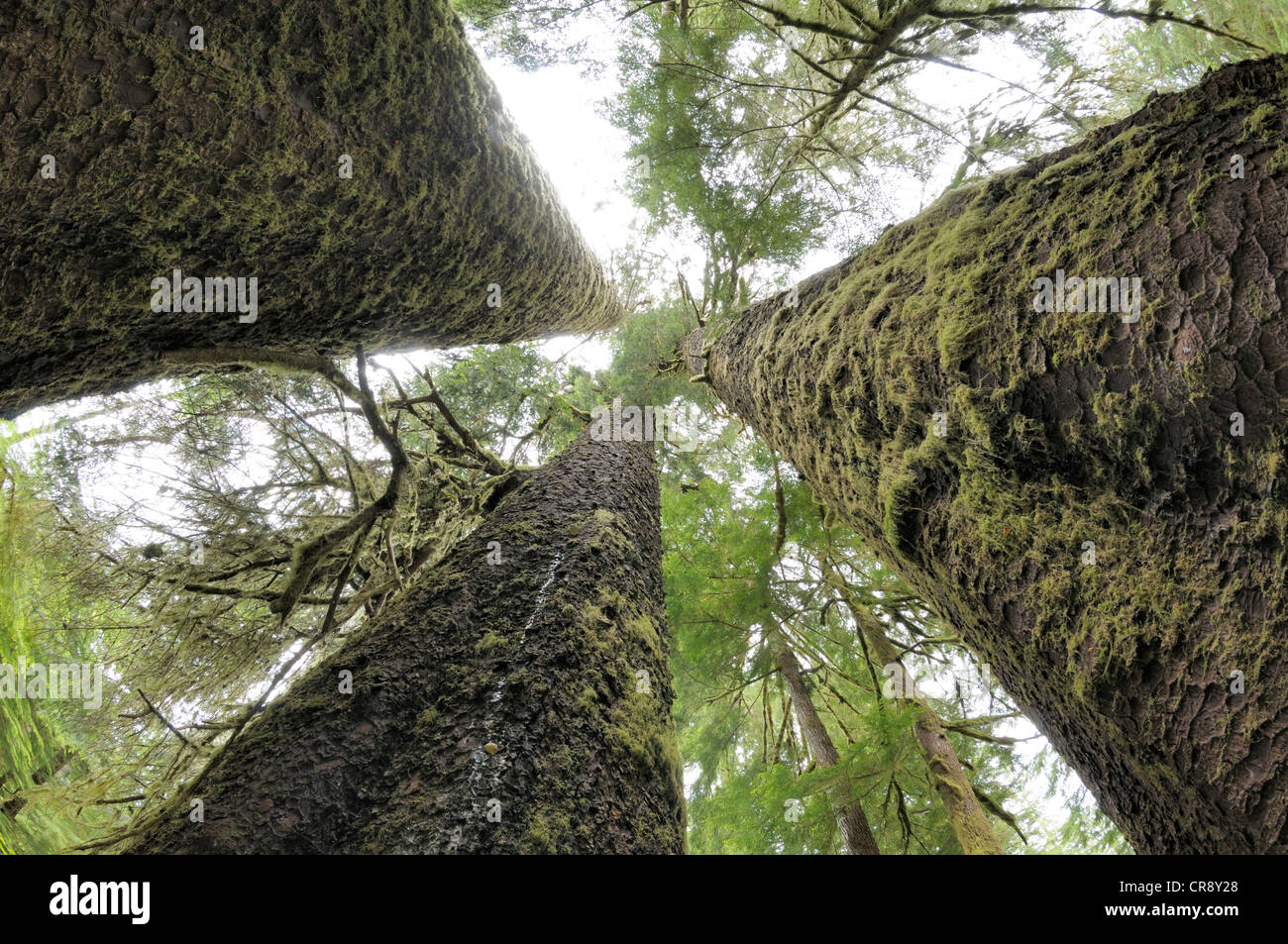 Trois Sœurs, Sitka Spruce Grove, Carmanah Walbran Provincial Park, British Columbia, Canada Banque D'Images